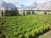 トロス山脈の裏にあるミカンとグレープフルーツの果樹園